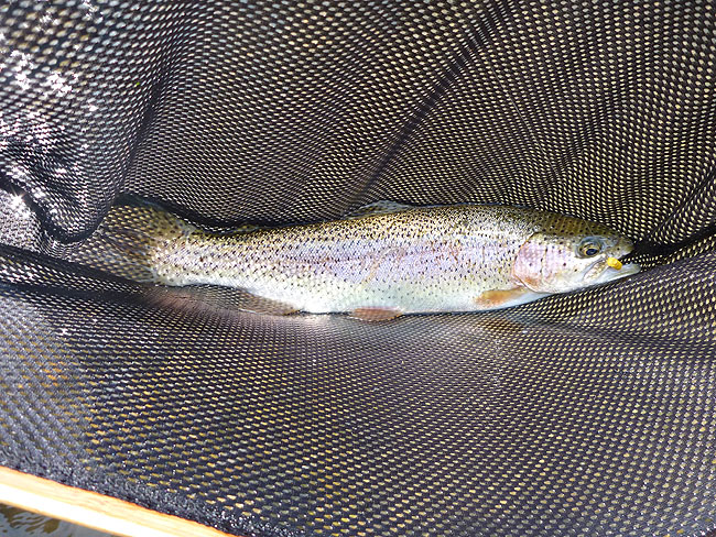 Kettle Trout1.JPG